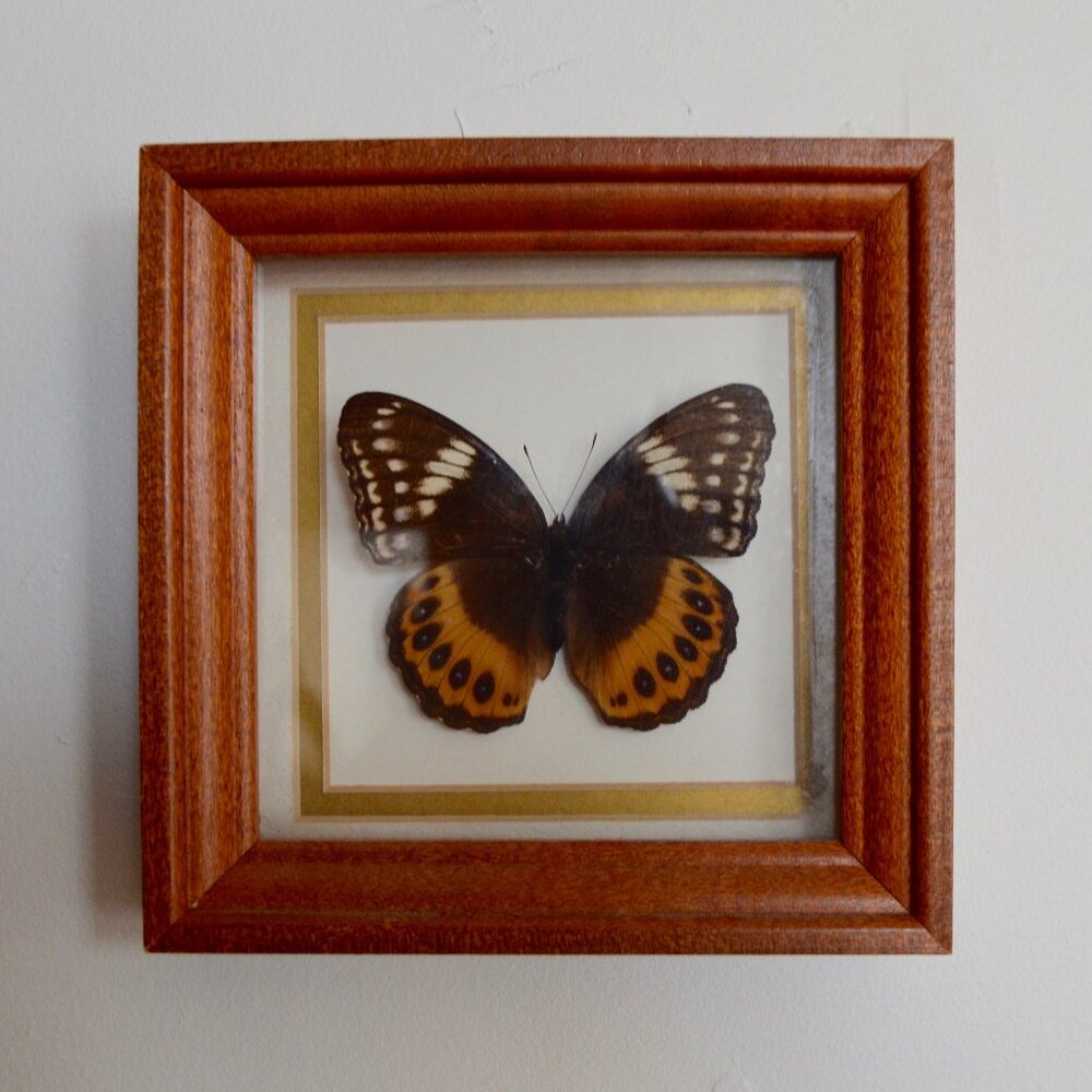 Framed Real Insect Taxidermy Mounted Butterfly Wall Art Orange and Black